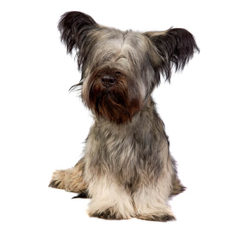 Skye terrier drop ears hotsell